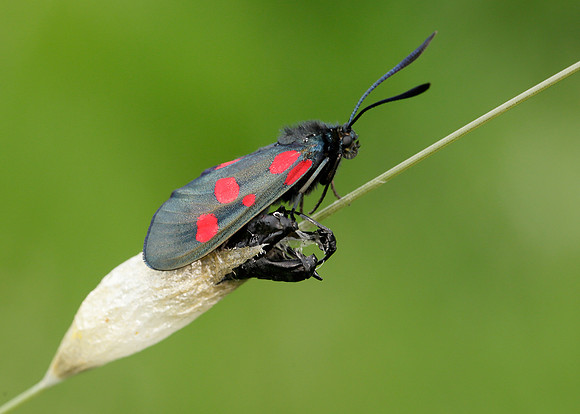 54.009 BF0171 Narrow-bordered Five-spot Burnet Zygaena lonicerae