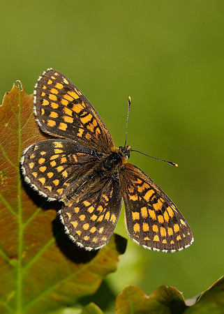 Heath Fritillary Melitaea athalia