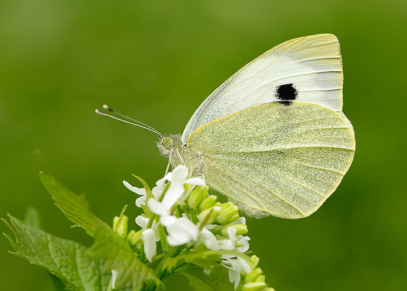 Large White Pieris brassicae