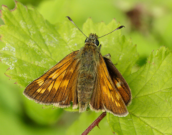 Large Skipper Ochlodes venata