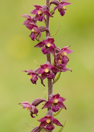 Dark Red Helleborine Epipactis atrorubens