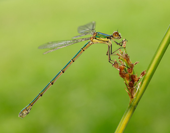 Willow Emerald Chalcolestes viridis
