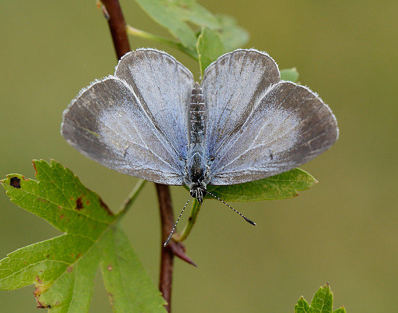 Holly Blue Celastrina argiolus