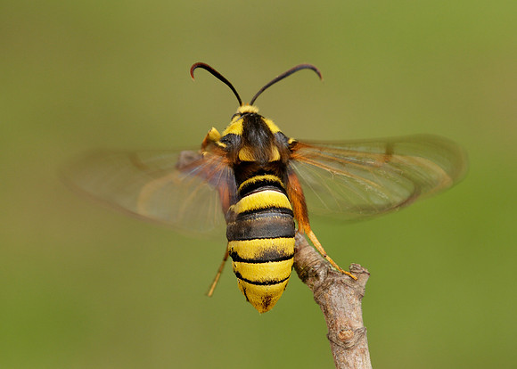 52.002 BF0370 Hornet Moth Sesia apiformis