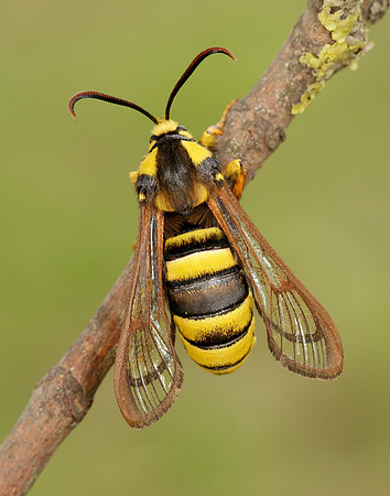 52.002 BF0370 Hornet Moth Sesia apiformis