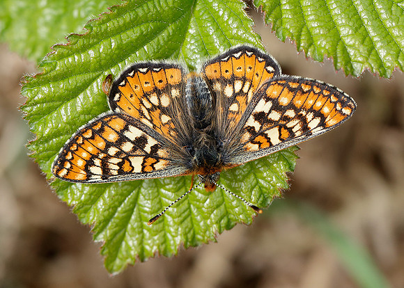 Marsh Fritillary Euphydryas aurinia