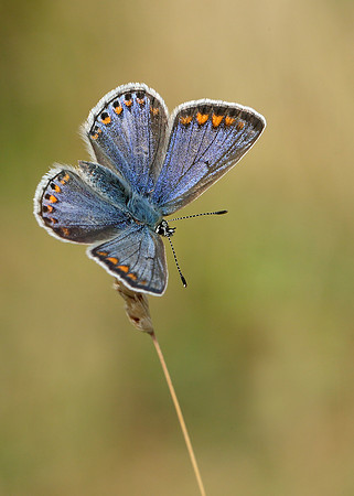Common Blue Polyommatus icarus