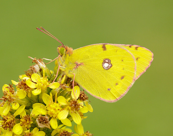 Clouded Yellow Colias croceus