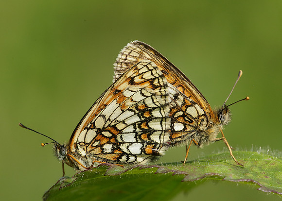 Heath Fritillary Melitaea athalia