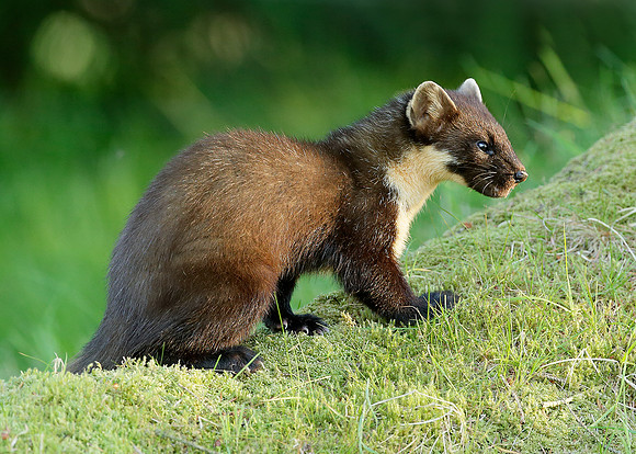 Pine Marten Martes martes