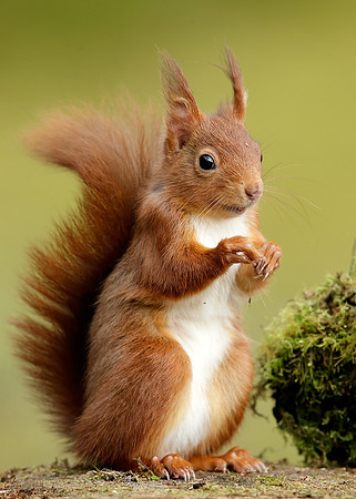 Red Squirrel Sciurus vulgaris