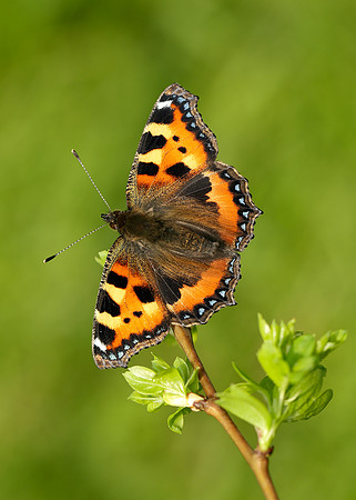 Small Tortoiseshell Aglais urticae