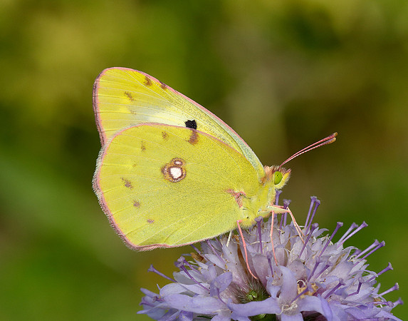 Clouded Yellow Colias croceus
