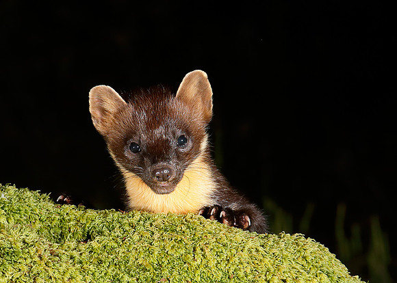 Pine Marten Martes martes