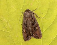 73.266 BF2159 Dog's Tooth Lacanobia suasa