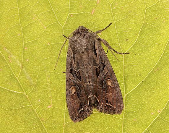 73.266 BF2159 Dog's Tooth Lacanobia suasa