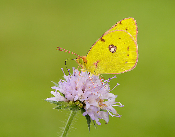 Clouded Yellow Colias croceus