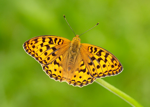 High Brown Fritillary Argynnis adippe