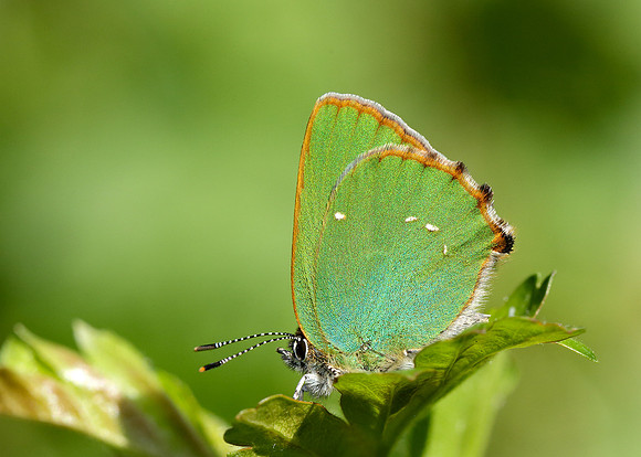 Green Hairstreak Callophrys rubi