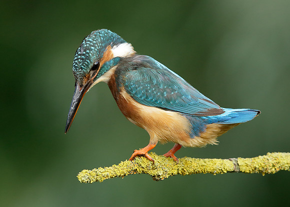 Kingfisher Alcedo atthis