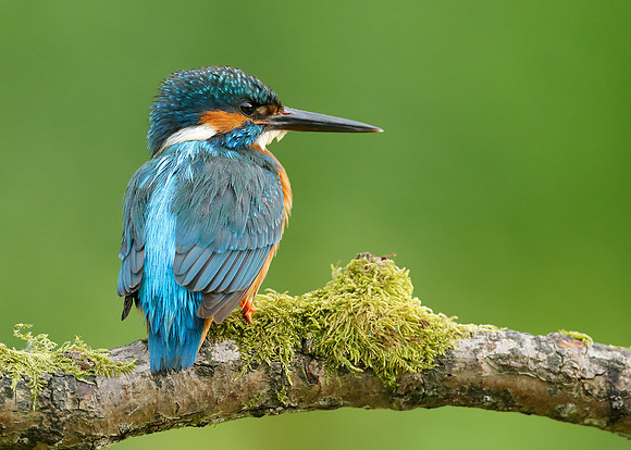 Kingfisher Alcedo atthis