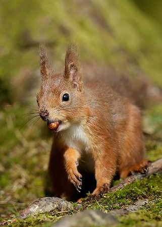 Red Squirrel Sciurus vulgaris