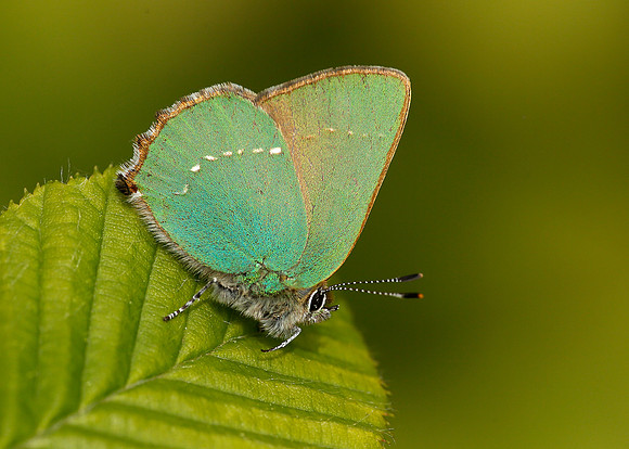 Green Hairstreak Callophrys rubi