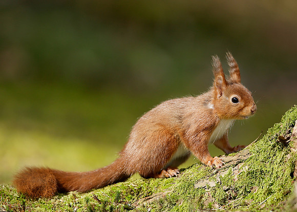 Red Squirrel Sciurus vulgaris