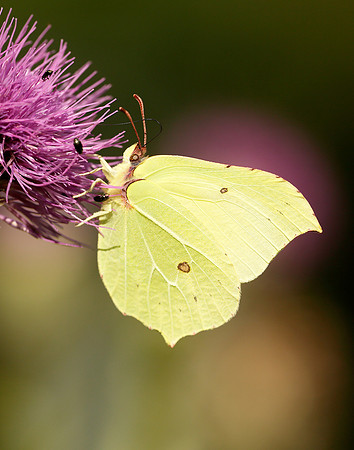 Brimstone Gonepteryx rhamni