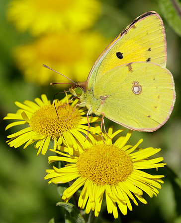 Clouded Yellow Colias croceus