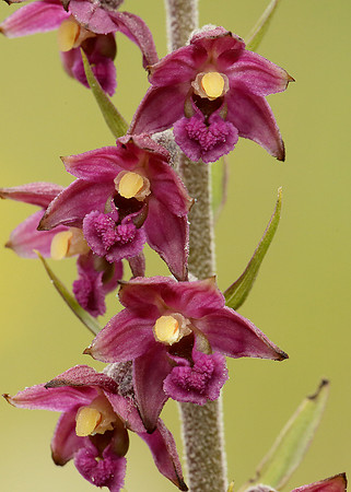 Dark Red Helleborine Epipactis atrorubens