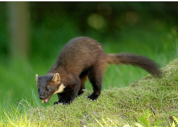 Pine Marten Martes martes