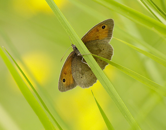 Meadow Brown Maniola jurtina