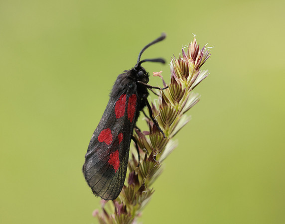 54.007 BF168 New Forest Burnet Zygaena viciae