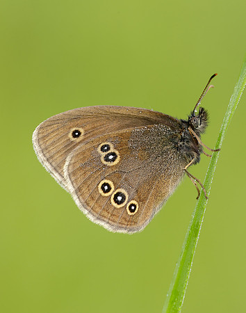 Ringlet Aphantopus hyperantus