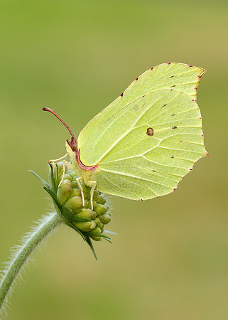 Brimstone Gonepteryx rhamni
