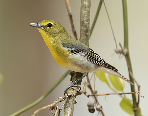 Yellow-throated Vireo Vireo flavifrons