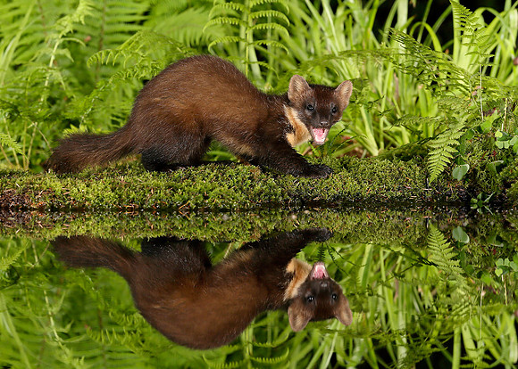 Pine Marten Martes martes