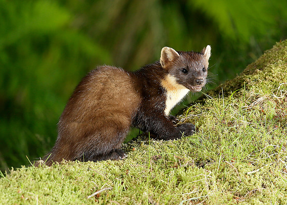 Pine Marten Martes martes