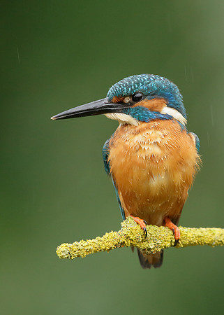 Kingfisher Alcedo atthis