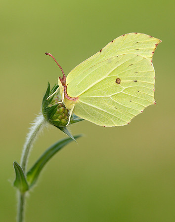 Brimstone Gonepteryx rhamni