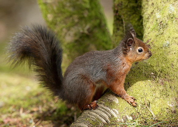 Red Squirrel Sciurus vulgaris