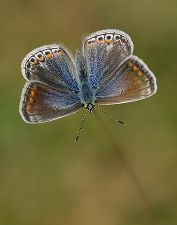 Common Blue Polyommatus icarus