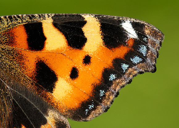 Small Tortoiseshell Aglais urticae