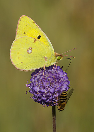 Clouded Yellow Colias croceus