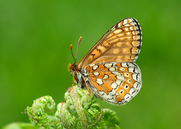 Marsh Fritillary Euphydryas aurinia