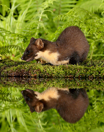 Pine Marten Martes martes