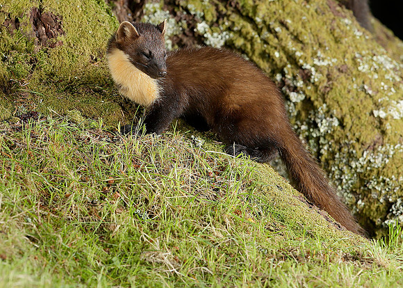 Pine Marten Martes martes