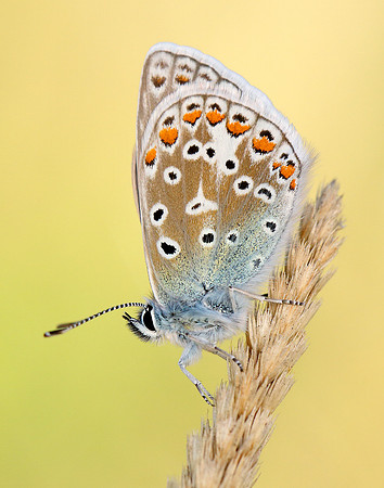 Common Blue Polyommatus icarus