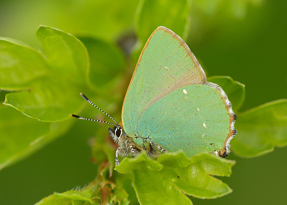 Green Hairstreak Callophrys rubi